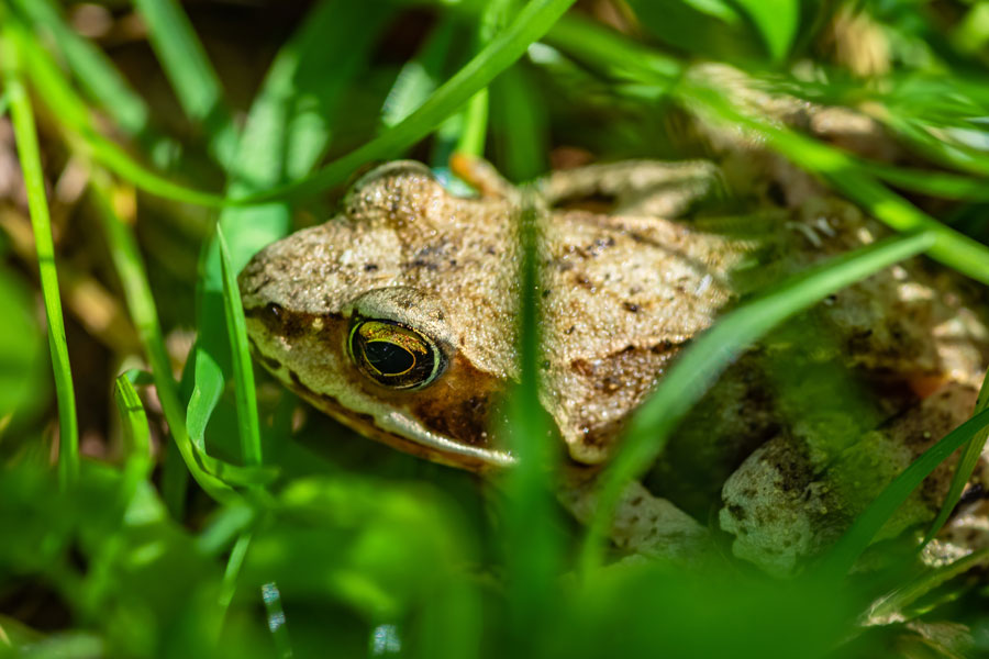 Ecosystems Support Living Organisms
